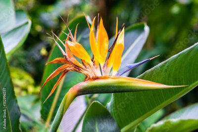 Papier peint  blooming Bird of Paradise flower (Strelitzia reginae)