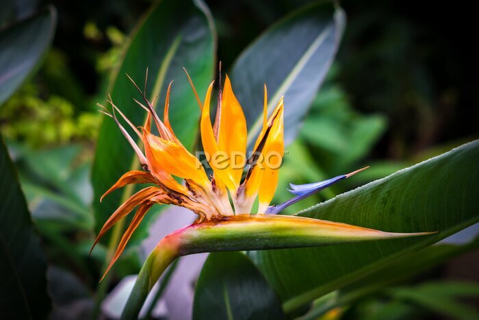 Papier peint  blooming Bird of Paradise flower (Strelitzia reginae)