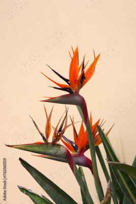 Papier peint  Blooming Bird of Paradise Strelitzia Flowers 