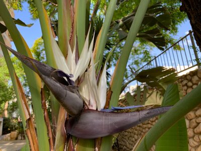 Papier peint  Blooming evergreen Strelitzia Nicholas (lat. Strelitzia nicolai)