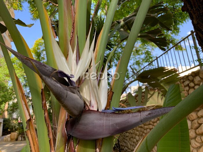 Papier peint  Blooming evergreen Strelitzia Nicholas (lat. Strelitzia nicolai)