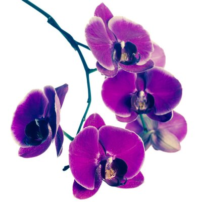 Blooming fleur orchidée pourpre, phalaenopsis, style vintage