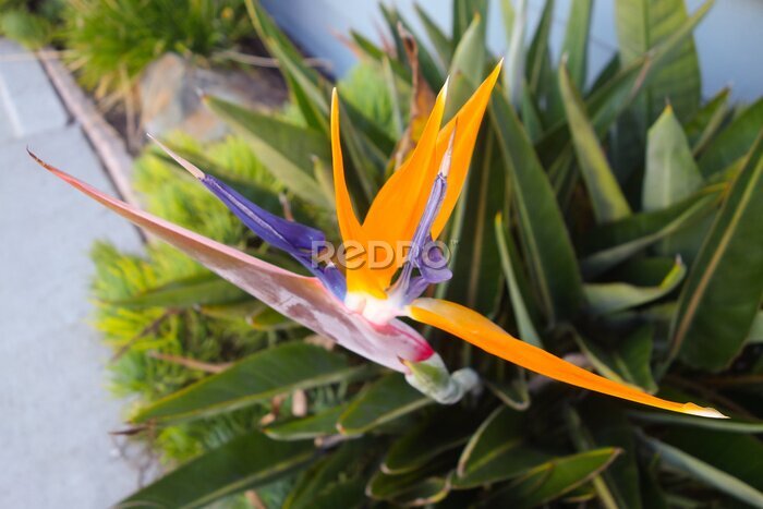 Papier peint  Blooming flower of Bird-of-Paradise plant (Strelitzia), an official flower of city of Los Angeles