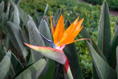 Papier peint  Blooming flower plant - Strelitzia reginae Beautiful orange flower in Madeira island, Portugal.