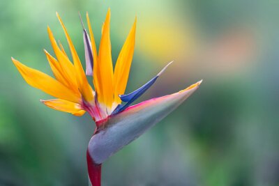 Papier peint  Blooming flower plant - Strelitzia reginae or bird of paradise Beautiful orange flower in Madeira island, Portugal.