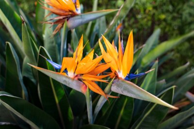 Papier peint  Blooming flowers and stem of parrot flower, bird of paradise flower, Strelitzia reginae, Strelitziaceae. Colorful blossoms