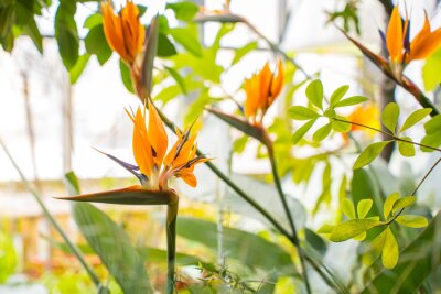 Papier peint  Blooming orange Strelitzia reginae in the botanical garden. Bird of Paradise Flower in a Nature Garden. Spring flowering of plants and flowers in the park. 