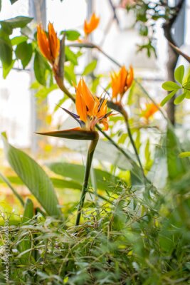 Papier peint  Blooming orange Strelitzia reginae in the botanical garden. Bird of Paradise Flower in a Nature Garden. Spring flowering of plants and flowers in the park. 