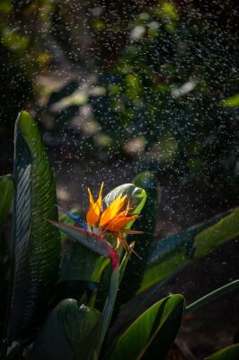 Papier peint  Blooming plant Strelitzia reginae. Beautiful orange flower with green leaves. Tropical exotic flower. Closeup of Bird of Paradise. Floral background wallpaper