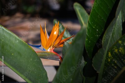 Papier peint  Blooming plant Strelitzia reginae. Beautiful orange flower with green leaves. Tropical exotic flower. Closeup of Bird of Paradise. Floral background wallpaper