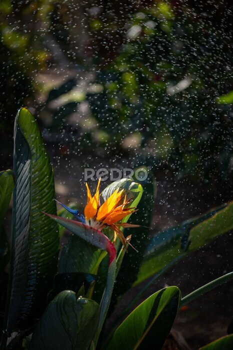 Papier peint  Blooming plant Strelitzia reginae. Beautiful orange flower with green leaves. Tropical exotic flower. Closeup of Bird of Paradise. Floral background wallpaper
