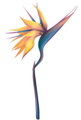 Papier peint  Blooming spring floral card. Spring bouquet. Vintage wedding invitation. Strelitzia flower in beautiful style on white background.