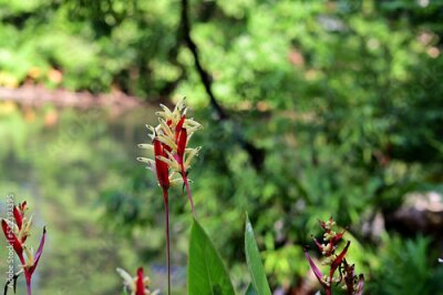 Papier peint  Blooming Strelitzia (bird of paradise flower) flower with green leaf background in the garden. Concept of beautiful flowers of Thailand. 