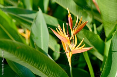Papier peint  Blooming Strelitzia (bird of paradise flower) flower with green leaf background in the garden. Concept of beautiful flowers of Thailand. 