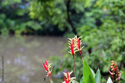 Papier peint  Blooming Strelitzia (bird of paradise flower) flower with green leaf background in the garden. Concept of beautiful flowers of Thailand. 