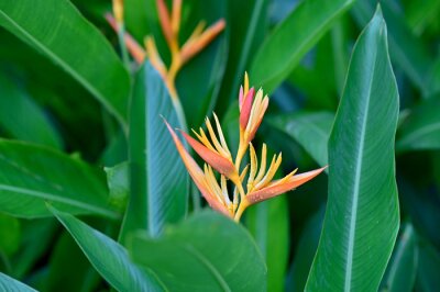 Papier peint  Blooming Strelitzia (bird of paradise flower) flower with green leaf background in the garden. Concept of beautiful flowers of Thailand. 