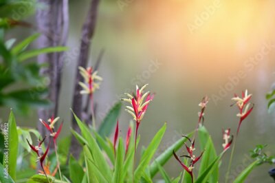 Papier peint  Blooming Strelitzia (bird of paradise flower) flower with green leaf background in the garden. Concept of beautiful flowers of Thailand. 