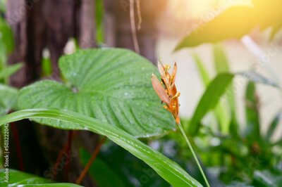 Papier peint  Blooming Strelitzia (bird of paradise flower) flower with green leaf background in the garden. Concept of beautiful flowers of Thailand. 