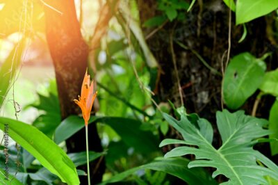 Papier peint  Blooming Strelitzia (bird of paradise flower) flower with green leaf background in the garden. Concept of beautiful flowers of Thailand. 