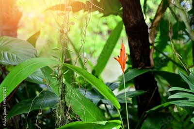 Papier peint  Blooming Strelitzia (bird of paradise flower) flower with green leaf background in the garden. Concept of beautiful flowers of Thailand. 