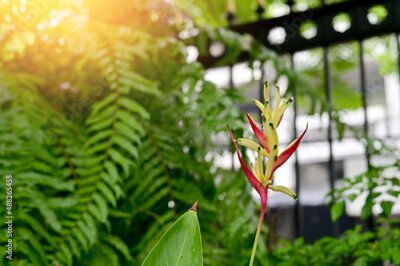 Papier peint  Blooming Strelitzia (bird of paradise flower) flower with green leaf background in the garden. Concept of beautiful flowers of Thailand. 
