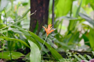 Papier peint  Blooming Strelitzia (bird of paradise flower) flower with green leaf background in the garden. Concept of beautiful flowers of Thailand. 