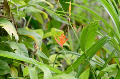 Papier peint  Blooming Strelitzia (bird of paradise flower) flower with green leaf background in the garden. Concept of beautiful flowers of Thailand. 