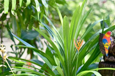 Papier peint  Blooming Strelitzia (bird of paradise flower) flower with green leaf background in the garden. Concept of beautiful flowers of Thailand. 