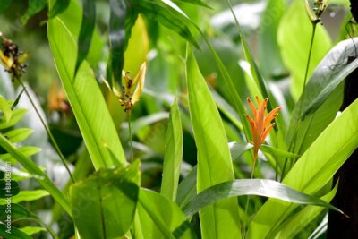 Papier peint  Blooming Strelitzia (bird of paradise flower) flower with green leaf background in the garden. Concept of beautiful flowers of Thailand. 