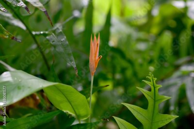 Papier peint  Blooming Strelitzia (bird of paradise flower) flower with green leaf background in the garden. Concept of beautiful flowers of Thailand. 
