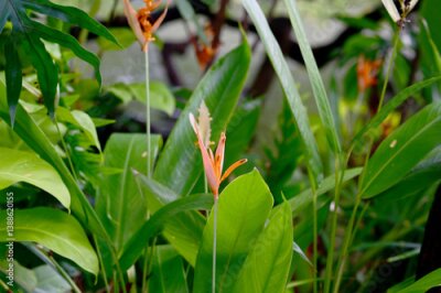 Papier peint  Blooming Strelitzia (bird of paradise flower) flower with green leaf background in the garden. Concept of beautiful flowers of Thailand. 