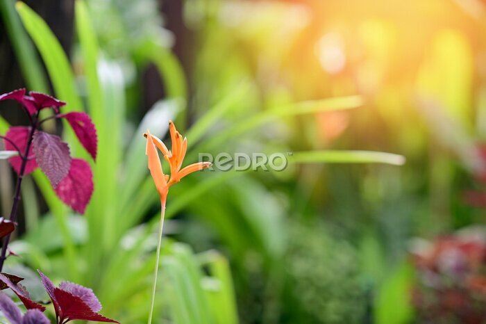 Papier peint  Blooming Strelitzia (bird of paradise flower) flower with green leaf background in the garden. Concept of beautiful flowers of Thailand. 