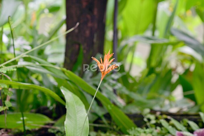 Papier peint  Blooming Strelitzia (bird of paradise flower) flower with green leaf background in the garden. Concept of beautiful flowers of Thailand. 