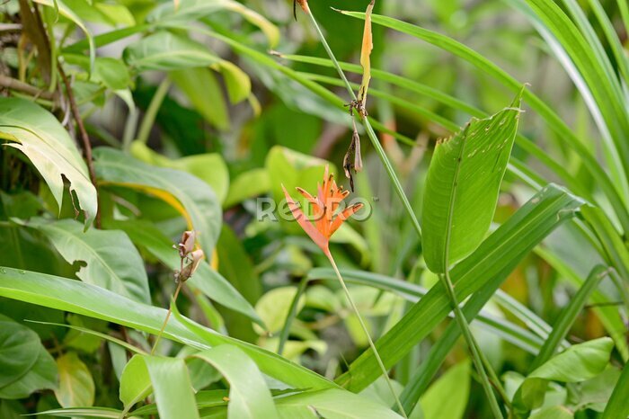 Papier peint  Blooming Strelitzia (bird of paradise flower) flower with green leaf background in the garden. Concept of beautiful flowers of Thailand. 