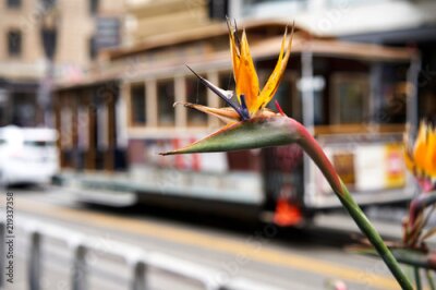 Papier peint  Blooming Strelitzia fleur dans les rues de la ville, San Francisco, Californie, USA