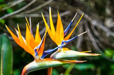 Papier peint  Blooming Strelitzia fleur dans les rues de la ville, San Francisco, Californie, USA