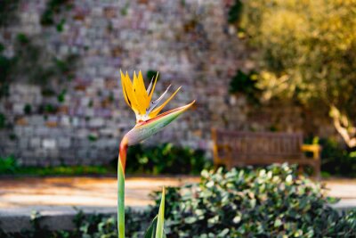 Papier peint  Blooming strelitzia flower of bright yellow color against the background of a brick wall. Spring flowering exotic plant. Flora of Spain. Plants of Europe.