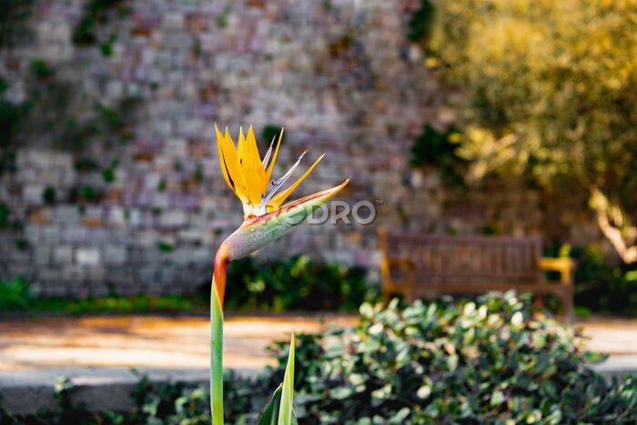Papier peint  Blooming strelitzia flower of bright yellow color against the background of a brick wall. Spring flowering exotic plant. Flora of Spain. Plants of Europe.