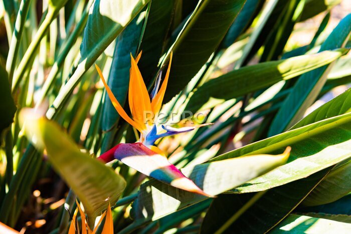 Papier peint  Blooming strelitzia flower on a background of green foliage. Paradise color in the form of a multi-colored bird's head. Hard sunlight. Spring flowering exotic plant. Flora of Spain. Plants of Europe.