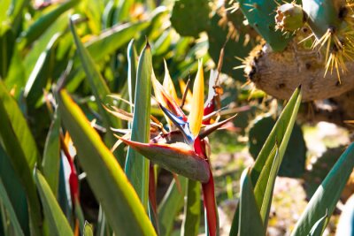Papier peint  Blooming strelitzia flower on a background of green foliage. Paradise color in the form of a multi-colored bird's head. Spring flowering exotic plant. Flora of Spain. Plants of Europe.