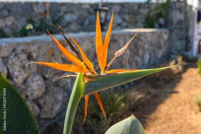 Papier peint  Blooming strelitzia flowers decorate the garden with fresh