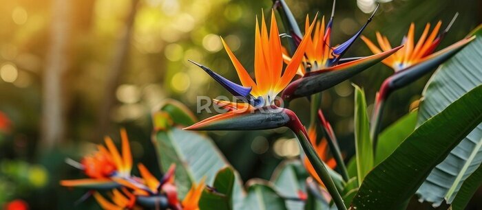 Papier peint  Blooming strelitzia flowers decorate the garden with fresh, artistic charm.