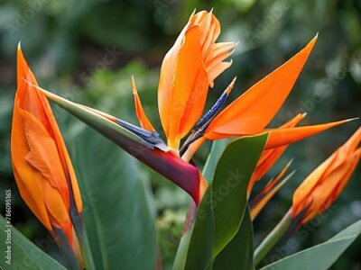 Papier peint  Blooming strelitzia flowers in a flower garden for decorative purposes Artful flower pictures and fresh strelitzia blooms 