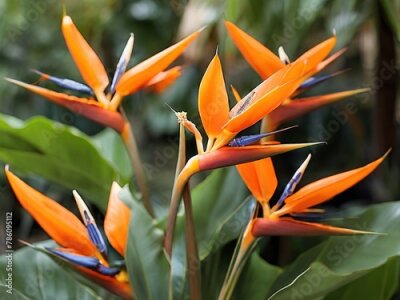 Papier peint  Blooming strelitzia flowers in a flower garden for decorative purposes Artful flower pictures and fresh strelitzia blooms 