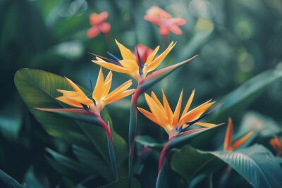 Papier peint  Blooming strelitzia flowers in a flower garden for decorative purposes Artful flower pictures and fresh strelitzia blooms With copy space for text -