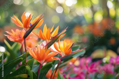 Papier peint  Blooming strelitzia flowers in a flower garden for decorative purposes Artful flower pictures and fresh strelitzia blooms With copy space for text -