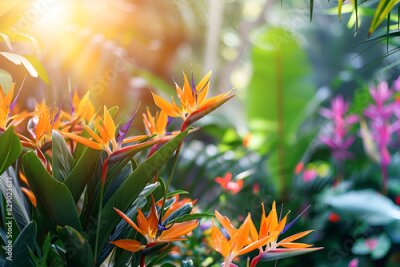 Papier peint  Blooming strelitzia flowers in a flower garden for decorative purposes Artful flower pictures and fresh strelitzia blooms With copy space for text