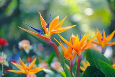 Papier peint  Blooming strelitzia flowers in a flower garden for decorative purposes Artful flower pictures and fresh strelitzia blooms With copy space for text