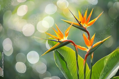 Papier peint  Blooming strelitzia flowers in a flower garden for decorative purposes Artful flower pictures and fresh strelitzia blooms With copy space for text