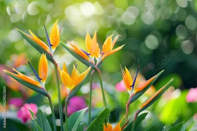 Papier peint  Blooming strelitzia flowers in a flower garden for decorative purposes Artful flower pictures and fresh strelitzia blooms With copy space for text
